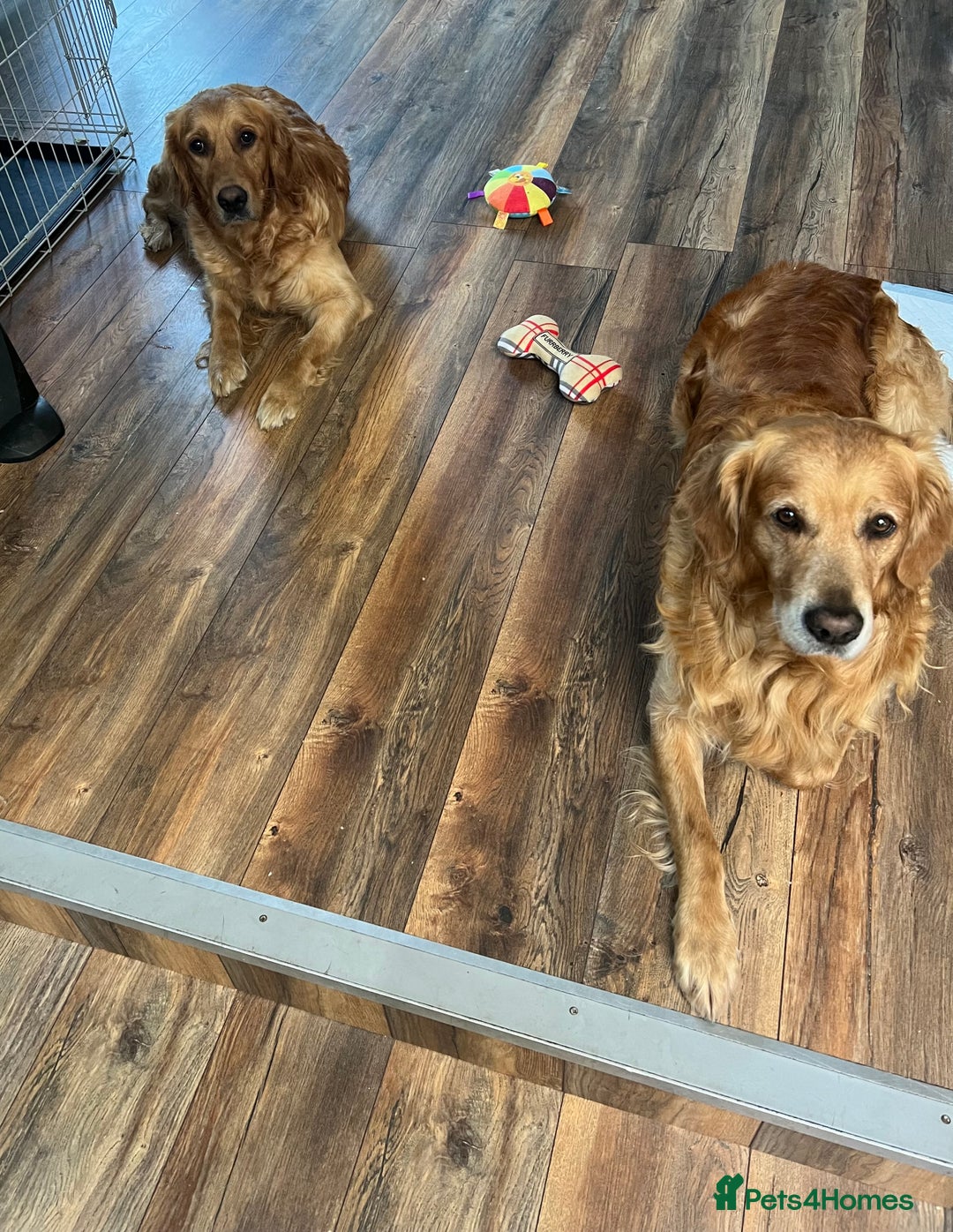 Golden Retriever dogs for sale: Golden retriever, puppies ready now - Image 6