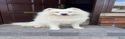 Samoyed dogs for sale: My beautiful girl is expecting (NORTHERN IRELAND) in Ballynahinch - Advert 1