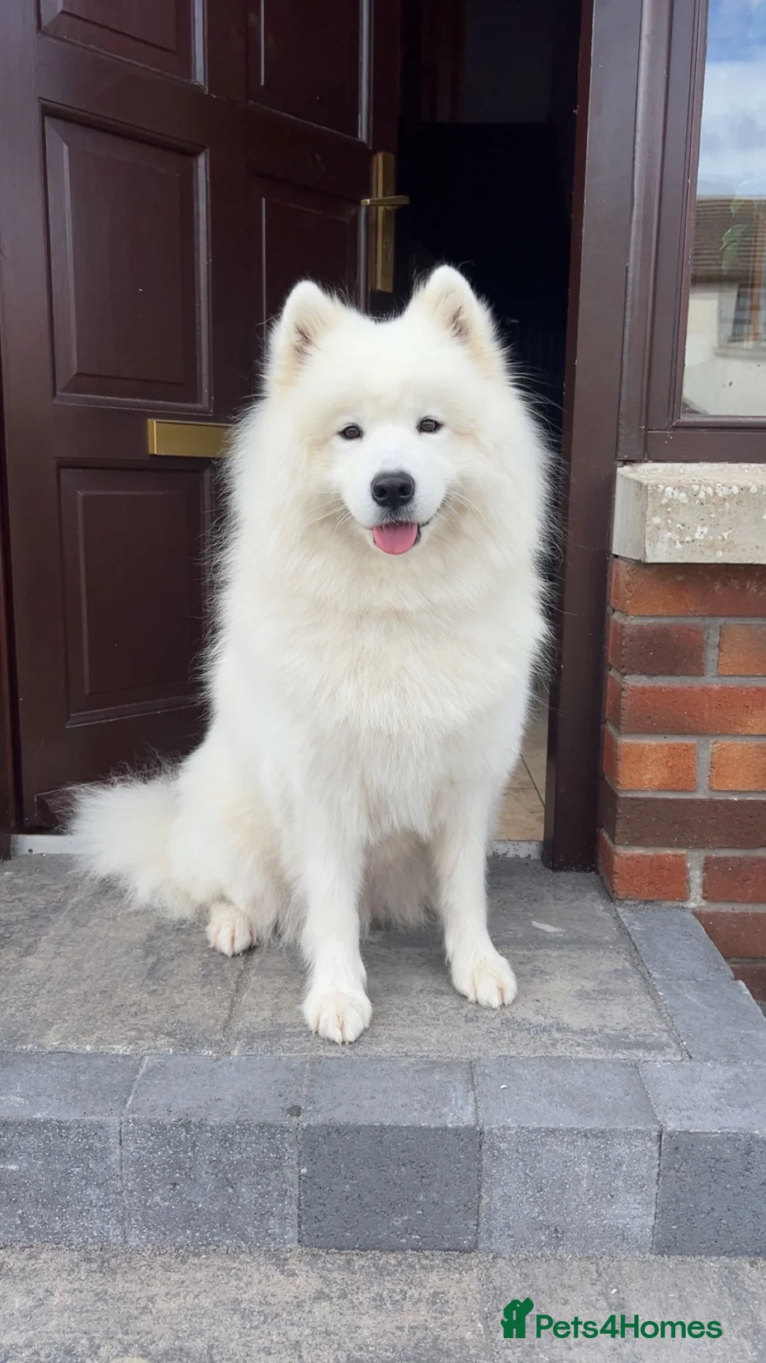 Samoyed dogs for sale: My beautiful girl is expecting (NORTHERN IRELAND) in Ballynahinch - Advert 1
