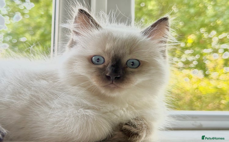 Ragdoll cats - Advert 12