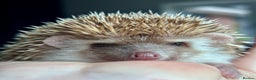 Pygmy Hedgehog rodents for sale: Ethically Bred African Pygmy Hedgehog 1 girl left  - Advert 3
