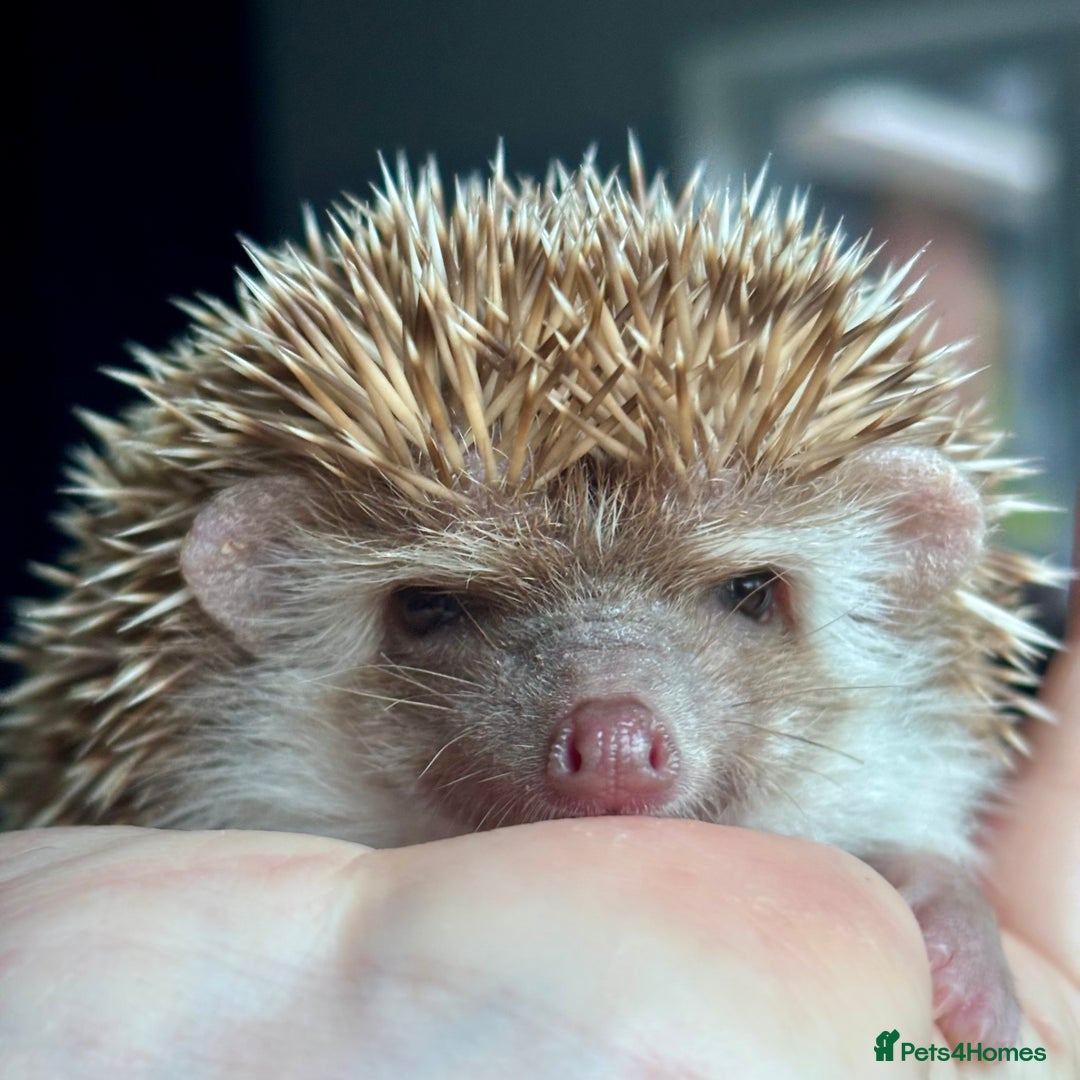 Pygmy Hedgehog rodents for sale: Ethically Bred African Pygmy Hedgehog 1 girl left  - Advert 3