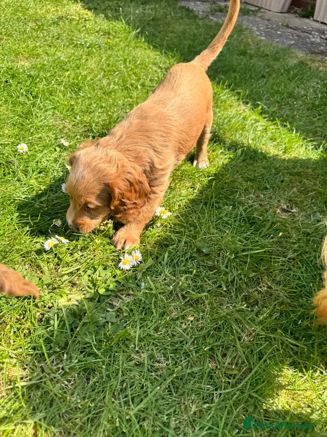 Cockapoo dogs for sale: Adorable Male Cockapoo Puppy for Sale 🐾 in Cheltenham - Advert 10