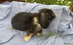 Mini Lop rabbits for sale: Mini lops  - Image 7