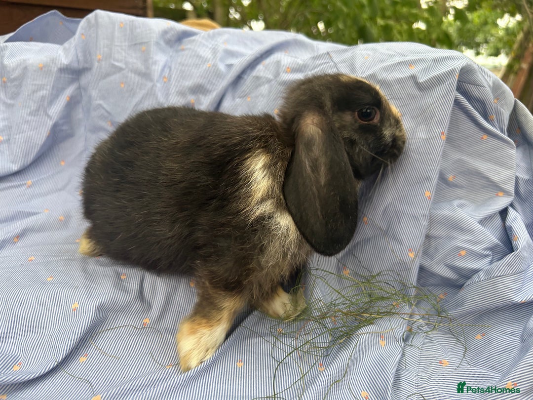 Mini Lop rabbits for sale: Mini lops  - Image 7