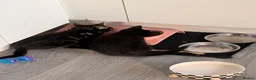 Mixed Breed cats for sale: Two beautiful girls  - Advert 17