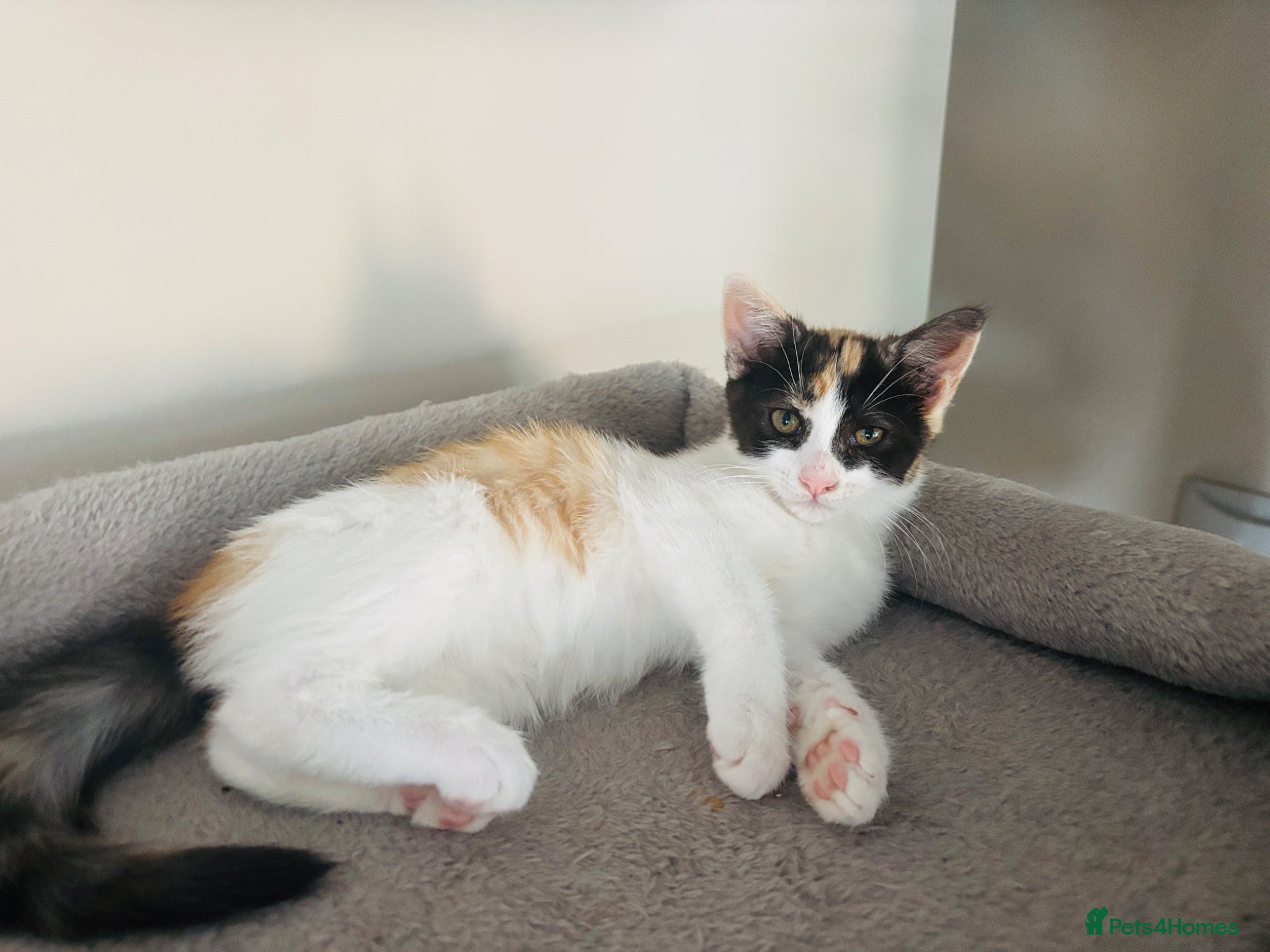 Mixed Breed cats Beautiful calico kitten READY NOW - Advert 13