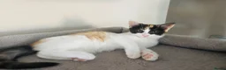 Mixed Breed cats for sale: Beautiful calico kitten READY NOW - Advert 1