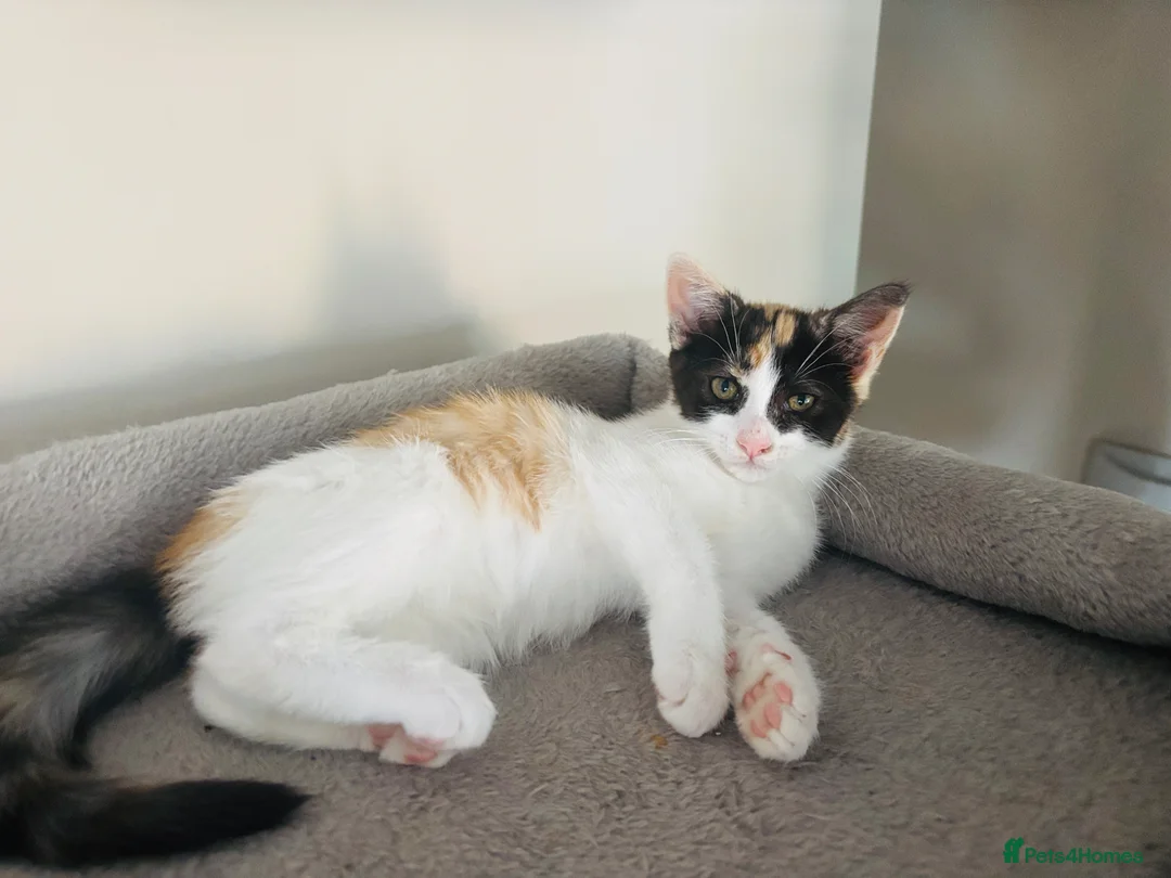 Mixed Breed cats for sale: Beautiful calico kitten READY NOW - Advert 1