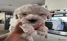 Cavapoochon dogs for sale: Cavapoochon - Image 4