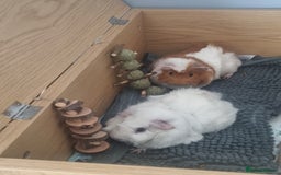 Guinea Pig rodents for sale: 2 male guinea pigs looking for new home - Image 1