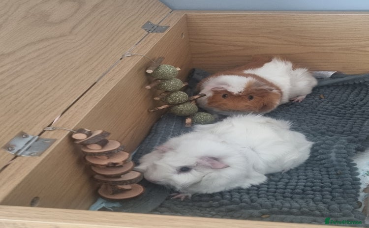 Guinea Pig rodents - Advert 2