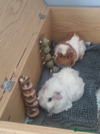 Guinea Pig rodents - Advert 3