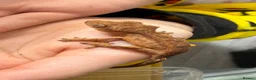 Gecko reptiles for sale: Various Crested Gecko Babies - Advert 13