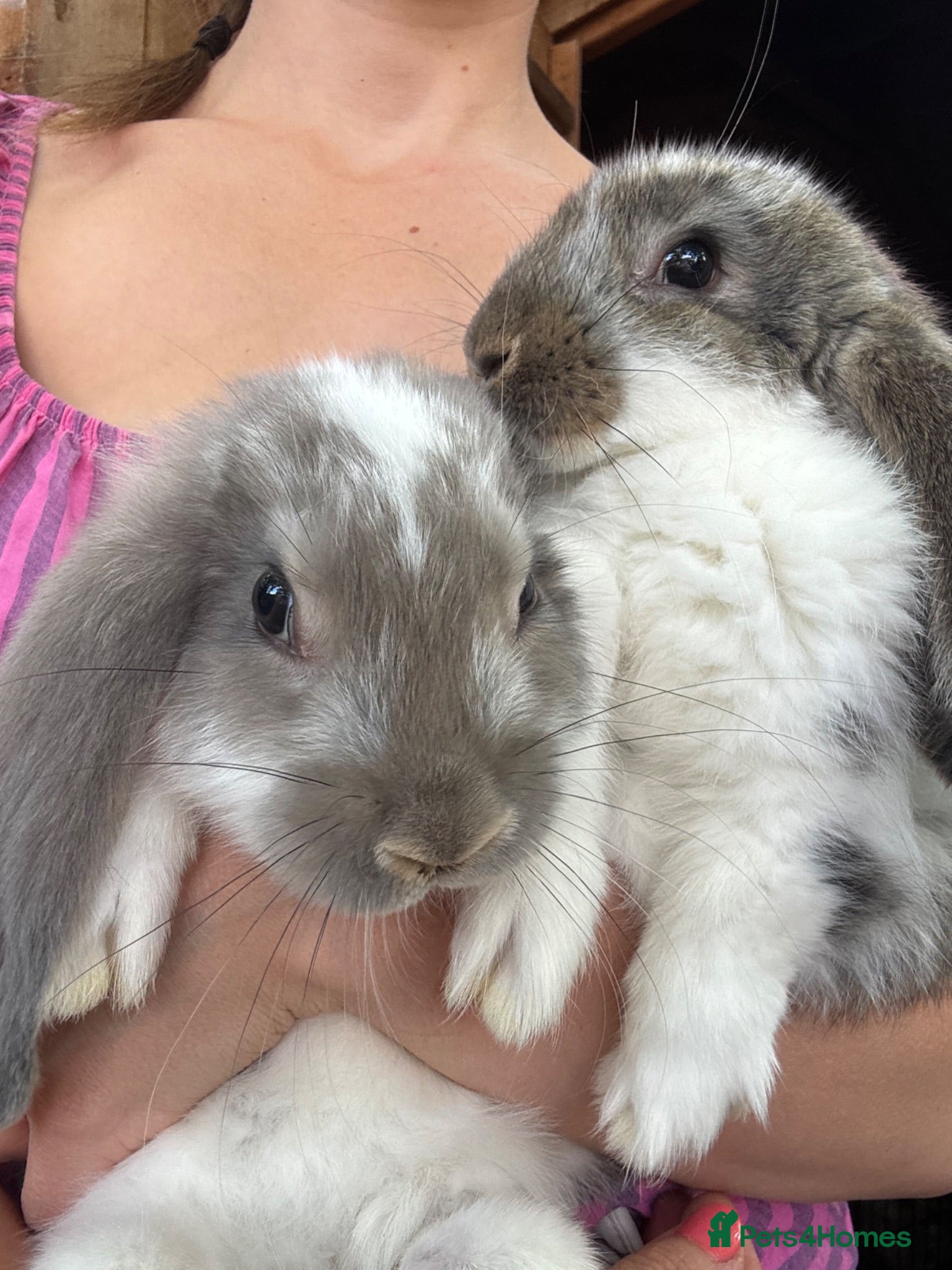 French Lop rabbits Quality Showline French Lop Bunnies - Advert 2