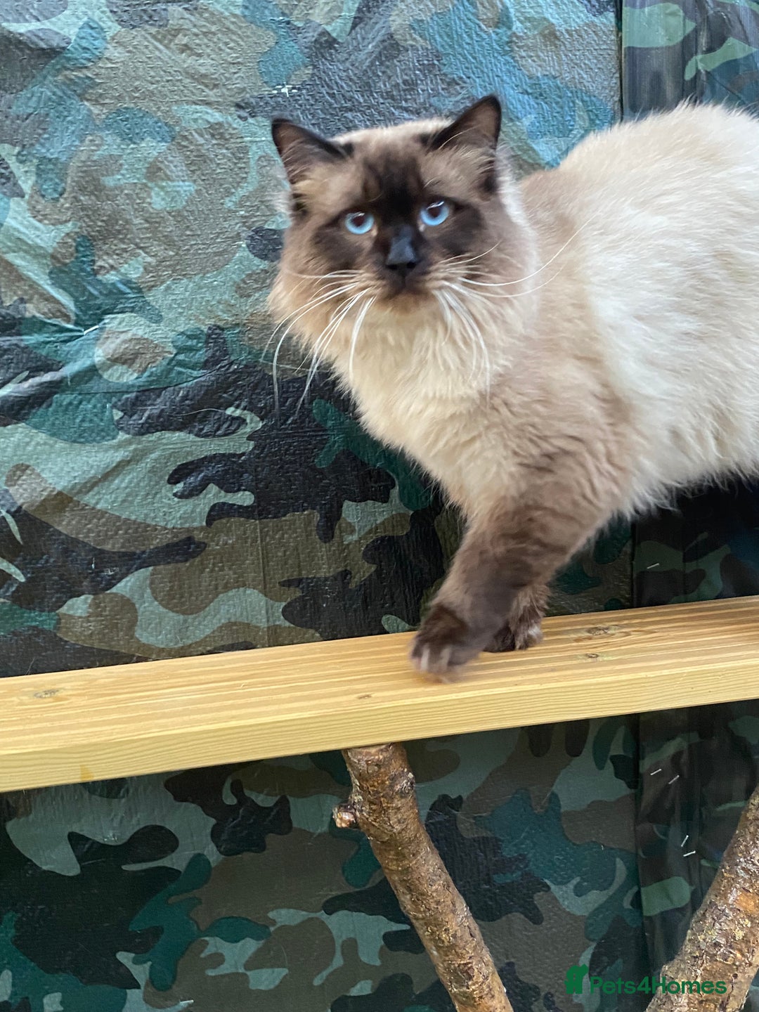 Ragdoll cats for stud: Active gccf stud chocolate carrier seal point  in Grantham - Image 19