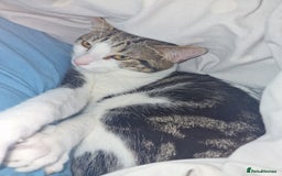 British Shorthair cats for sale: 1 year old cat  - Image 4