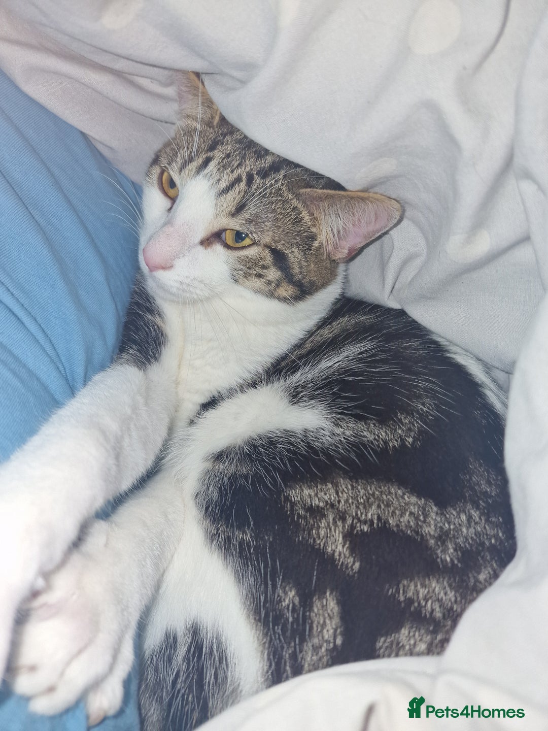 British Shorthair cats for sale: 1 year old cat  - Image 4