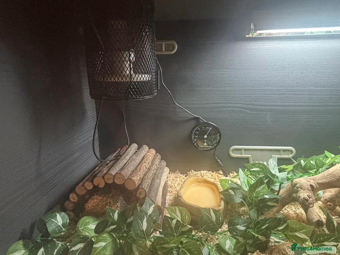 Corn Snake reptiles for sale: Juvenile Amel Tessera Corn Snake - Advert 3