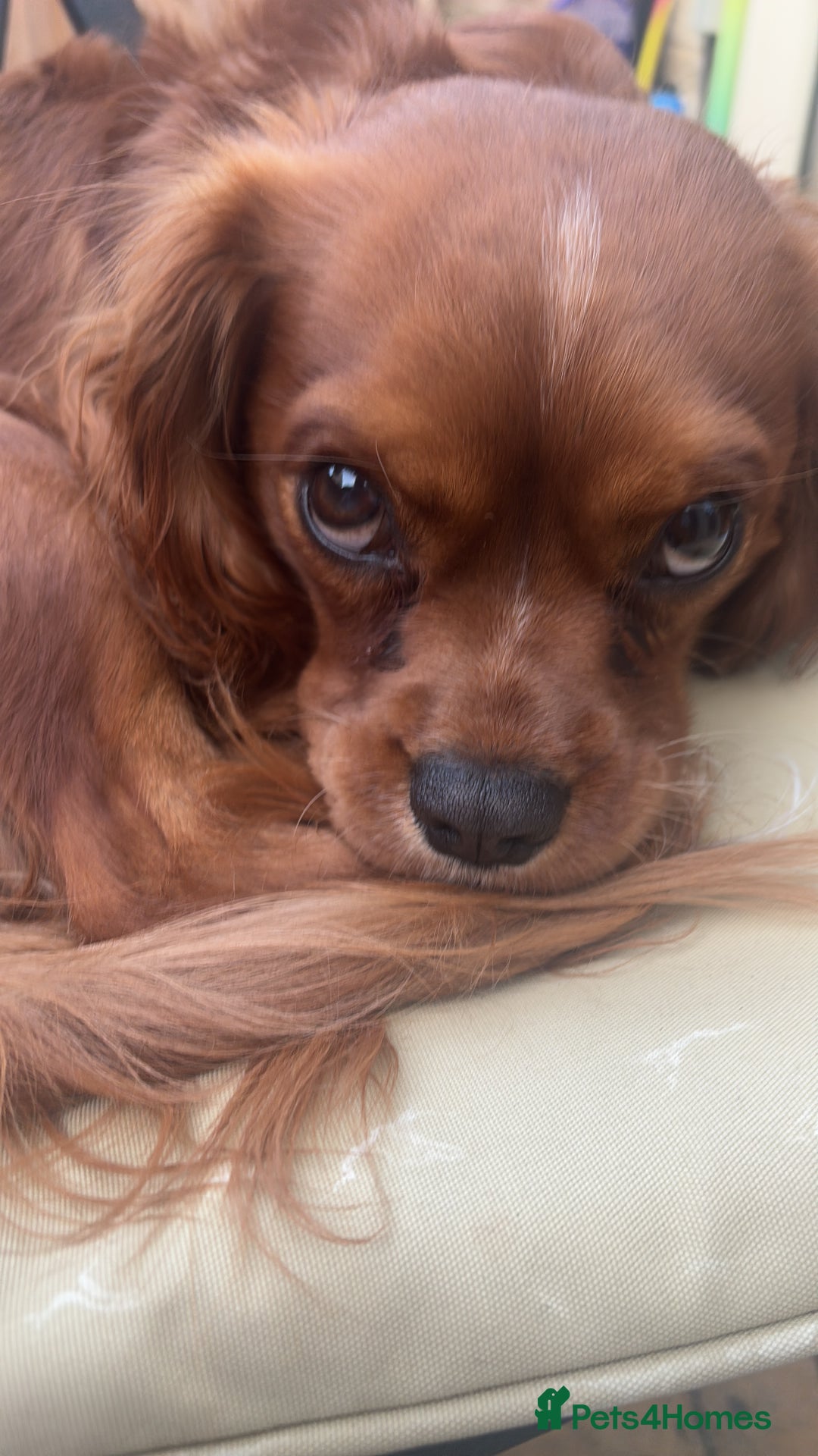 Cavalier King Charles Spaniel dogs for sale: Cavalier King Charles spaniel  - Image 5