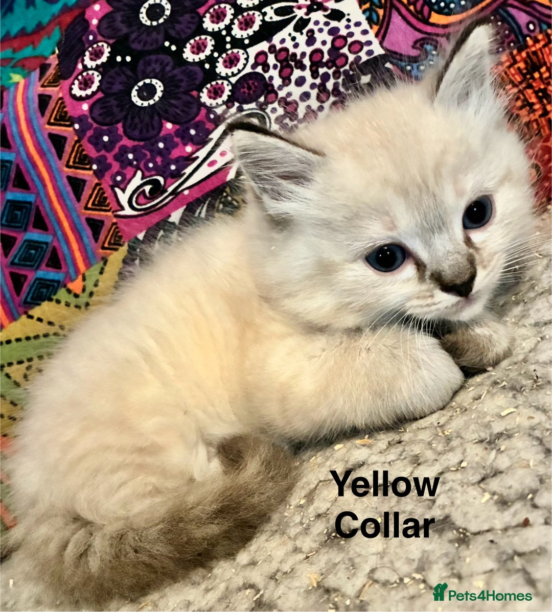 Ragdoll cats for sale: 4 Prebred Ragdolls kittens for sale - Image 10