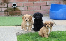 Cavapoo dogs for sale: F1 Cavapoo puppies for sale - Image 36