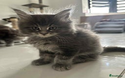 Maine Coon cats for sale: Stunning Mainecoon Kittens - Image 27