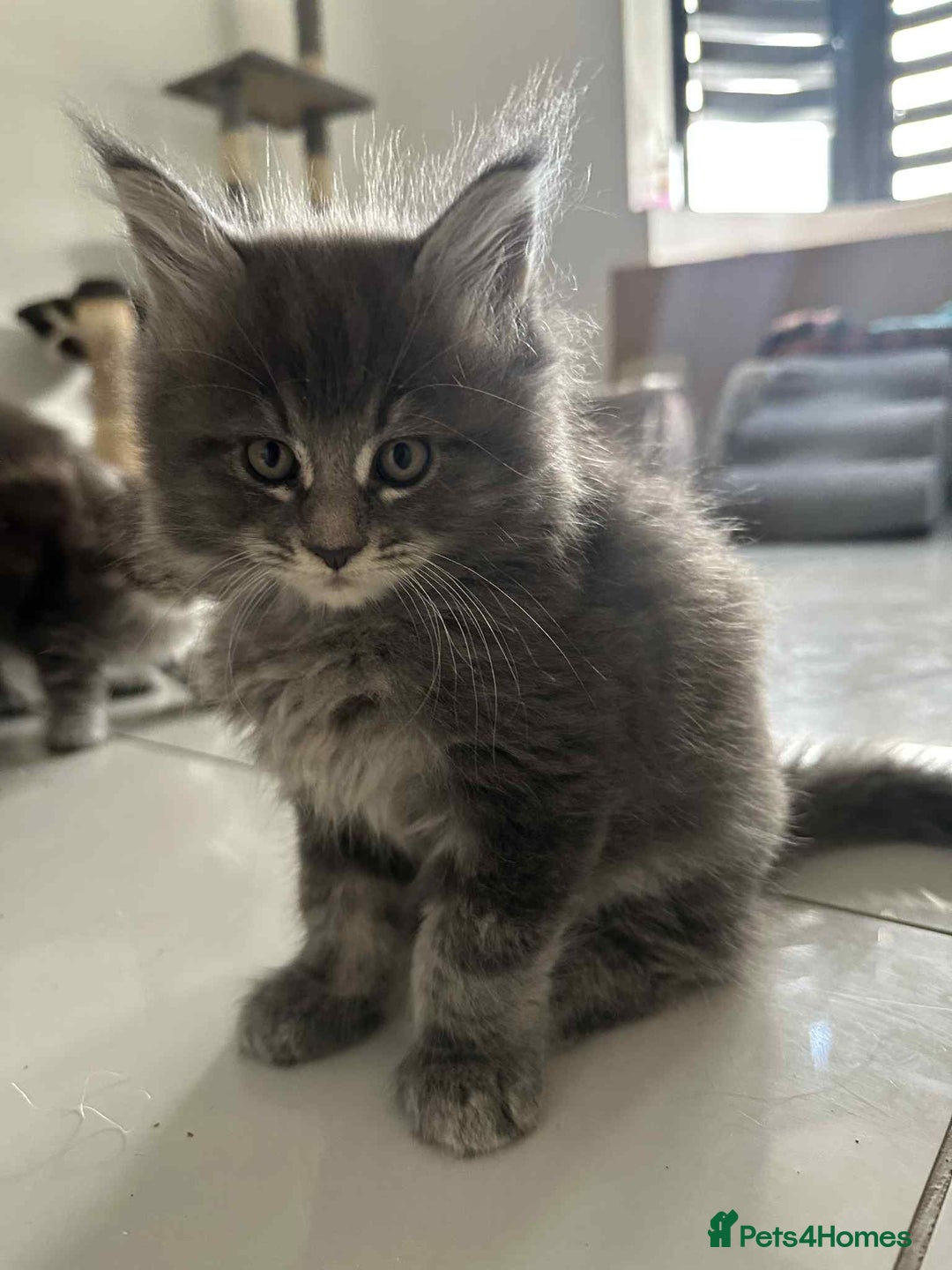 Maine Coon cats for sale: Stunning Mainecoon Kittens - Image 27