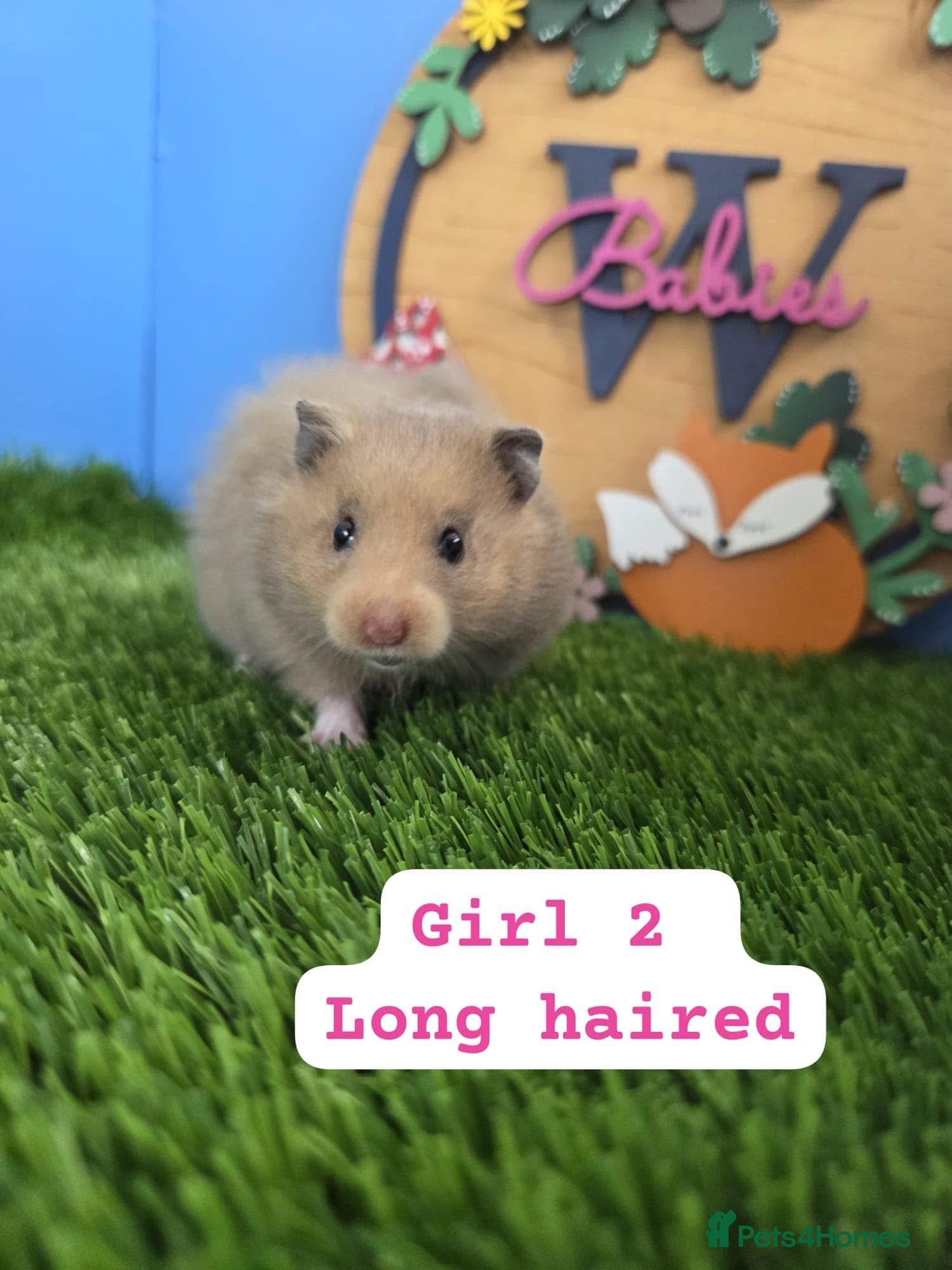 Hamster rodents Baby Syrian Hamsters Female Girl Pedigree  - Advert 1