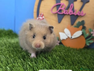 Hamster rodents Baby Syrian Hamsters Female Girl Pedigree - Advert 7
