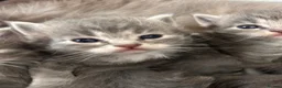 Ragdoll cats for sale: Four beautiful blue Ragdoll tabby point kittens - Advert 13