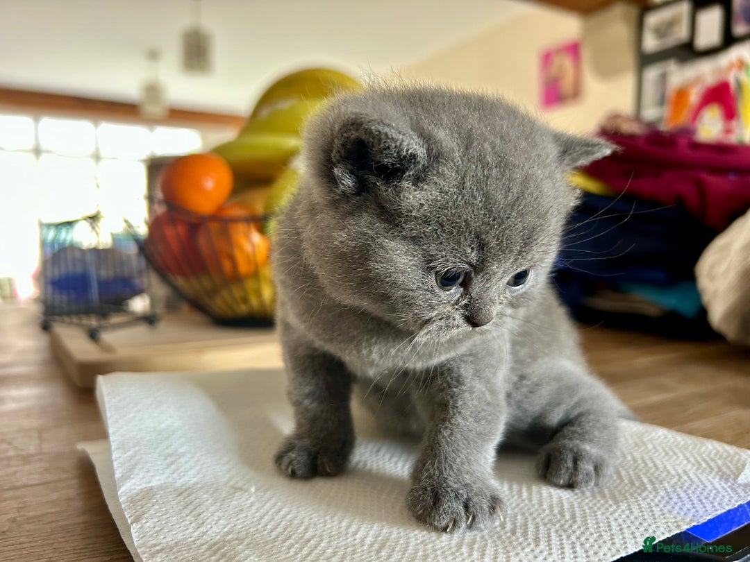 British Shorthair cats for sale: GCCF BSH Beautiful Kitten - 1 blue male  - Image 14