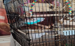 Budgerigars birds for sale: £100 for 2 birds, £50, for 1 - Image 3