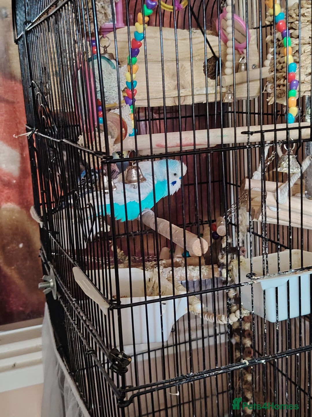 Budgerigars birds for sale: £100 for 2 birds, £50, for 1 - Image 3