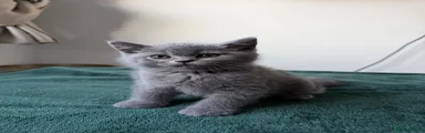 Kitten 1