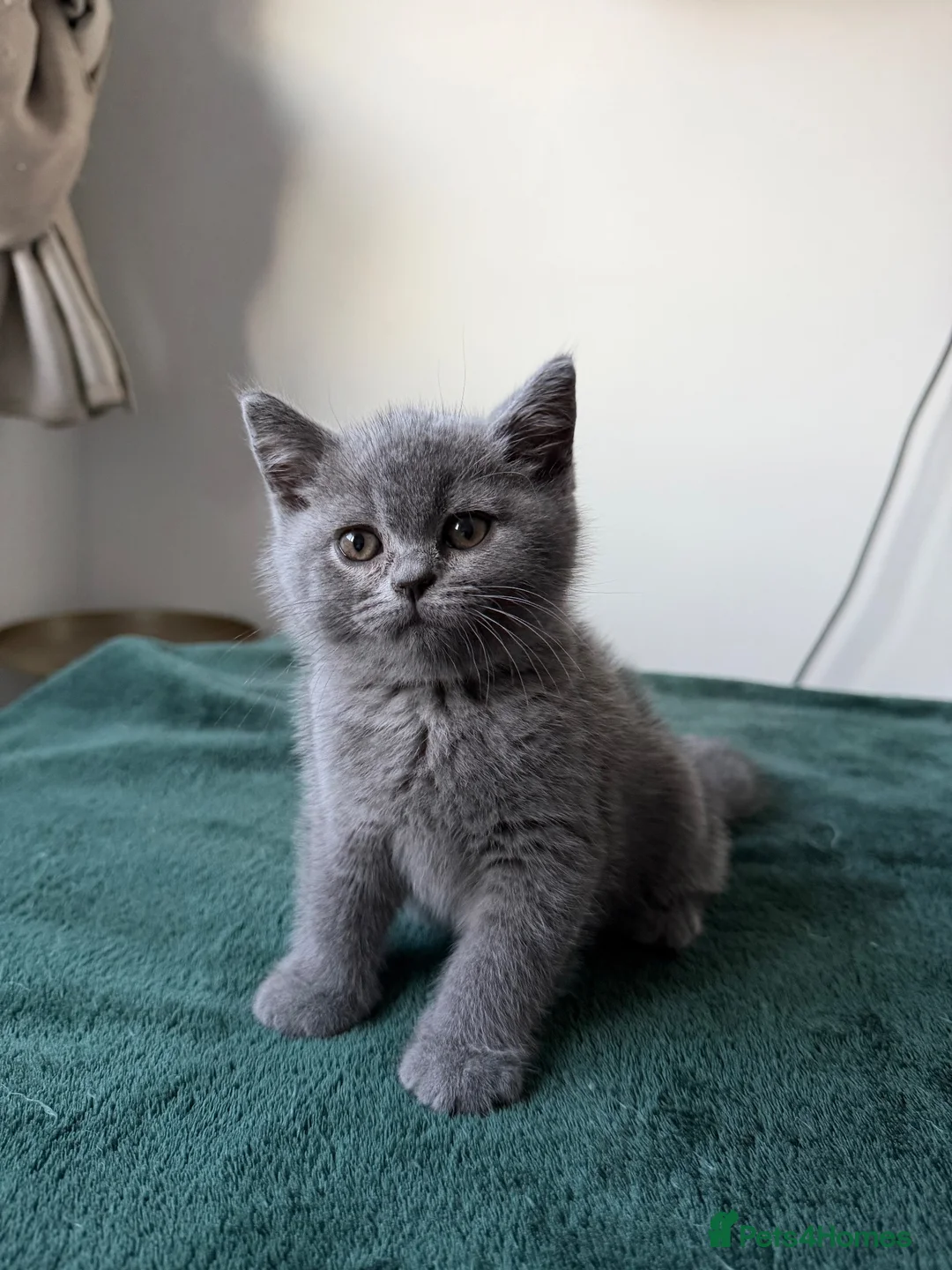 British Shorthair cats for sale: Four Gorgeous British Shorthair Kittens - Advert 11