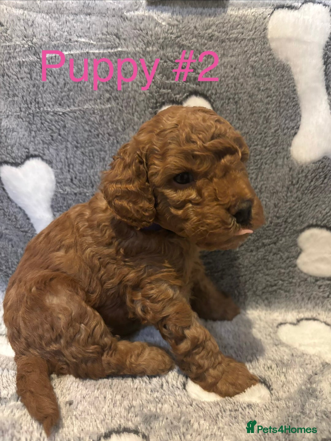 Cavapoo dogs for sale: Stunning Merle toy f1b Cavapoo puppies - Advert 6