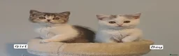 British Shorthair cats for sale: Ready to leave! 🐱 - Advert 22