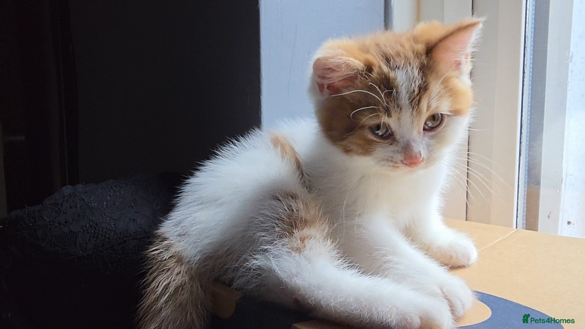 Munchkin cats Munchkin kittens - Advert 1