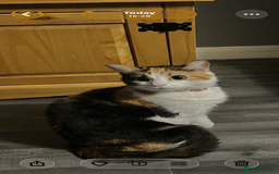 Domestic Shorthair cats for sale: 2 beautiful female cats needing new loving homes  - Advert 8