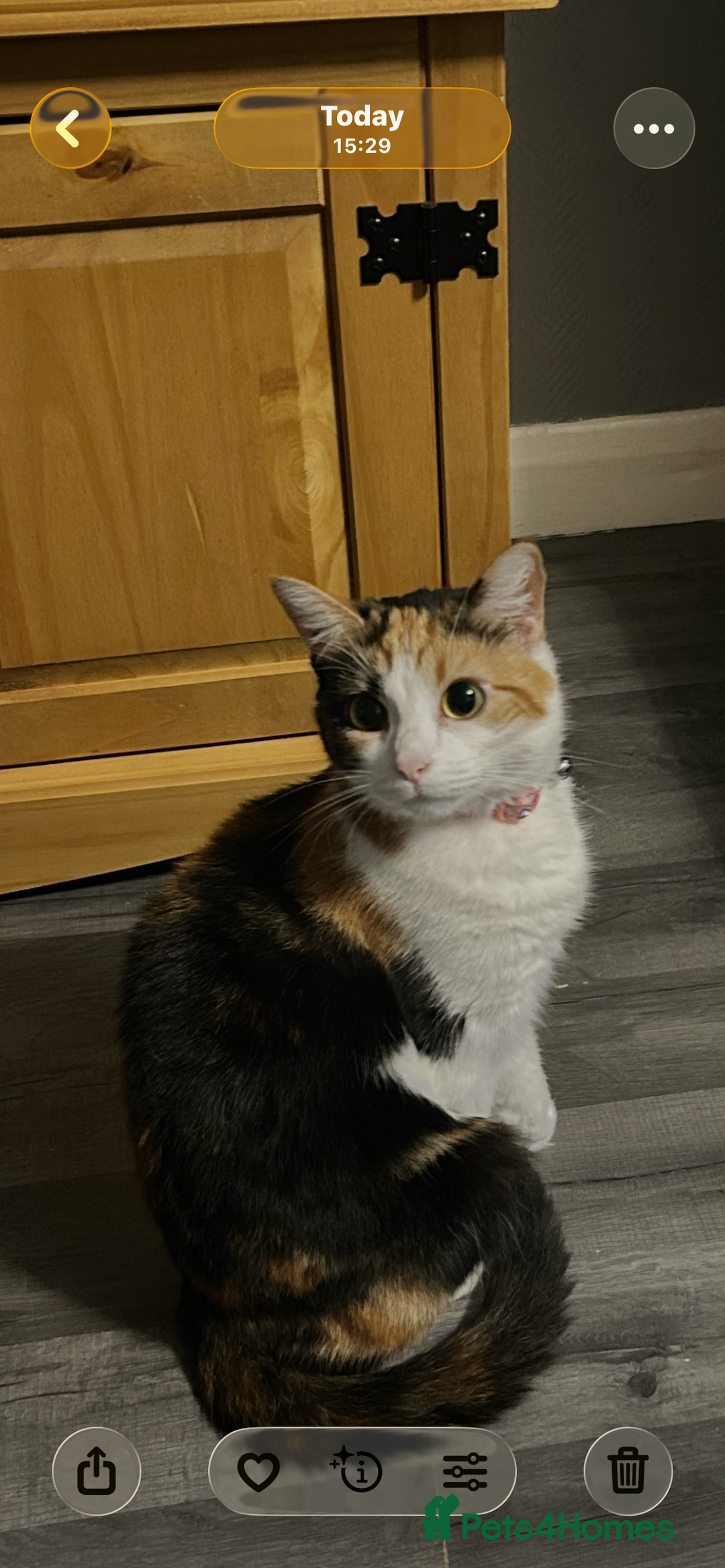 Domestic Shorthair cats for sale: 2 beautiful female cats needing new loving homes  - Advert 8