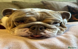 English Bulldog dogs for sale: Bella Baby - Image 3