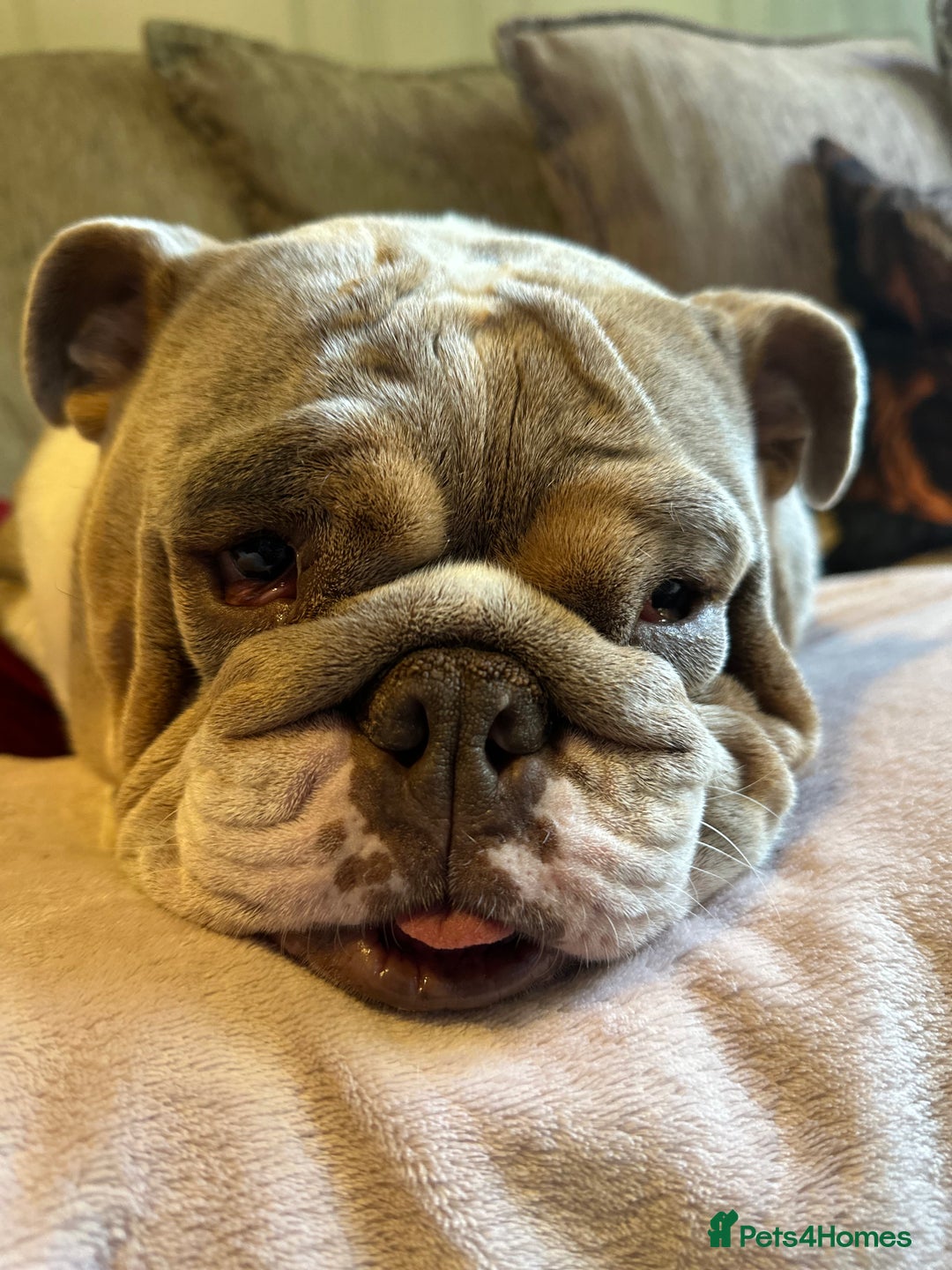 English Bulldog dogs for sale: Bella Baby - Image 3