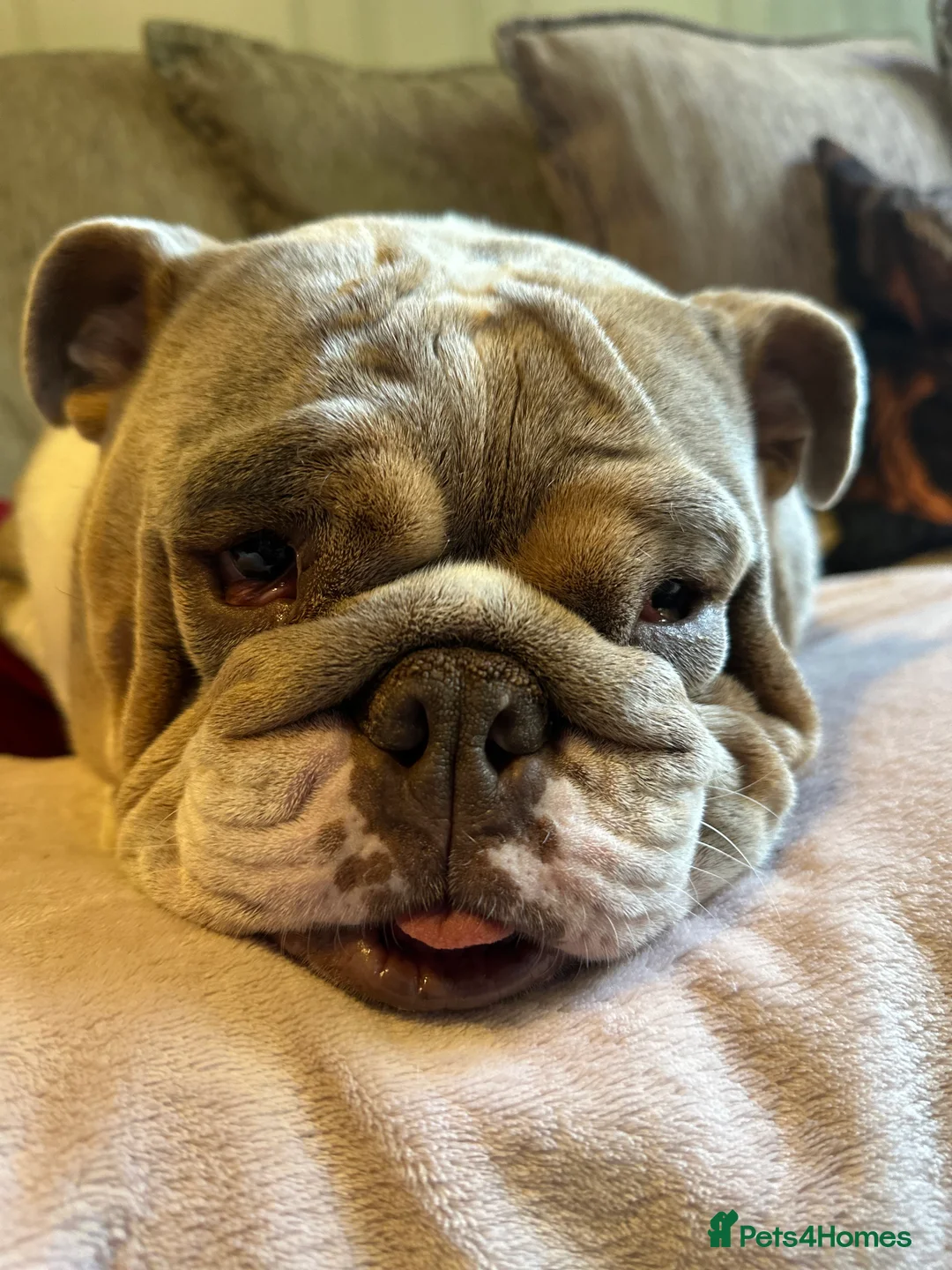 English Bulldog dogs for sale: Bella Baby - Advert 3