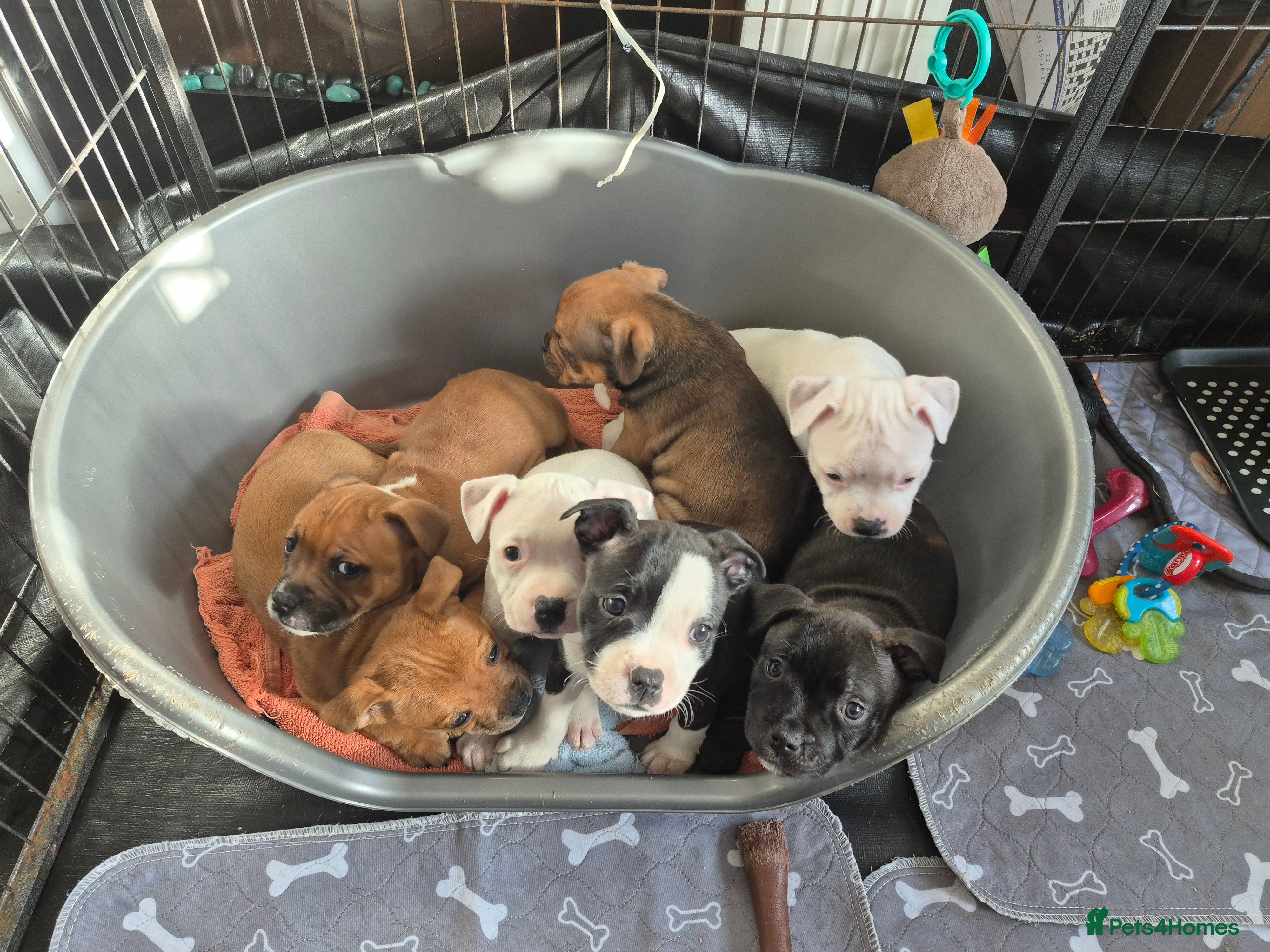 Staffordshire Bull Terrier dogs 1 girl left KC REG ,L2HGA clear, 1 white girl left - Advert 15