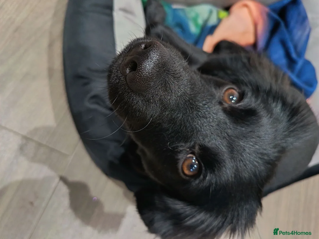 Mixed Breed dogs for sale: 10 month old Cockeranian - Advert 1