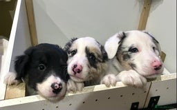 Border Collie dogs for sale: Beautiful Blue Merle collie  - Image 9