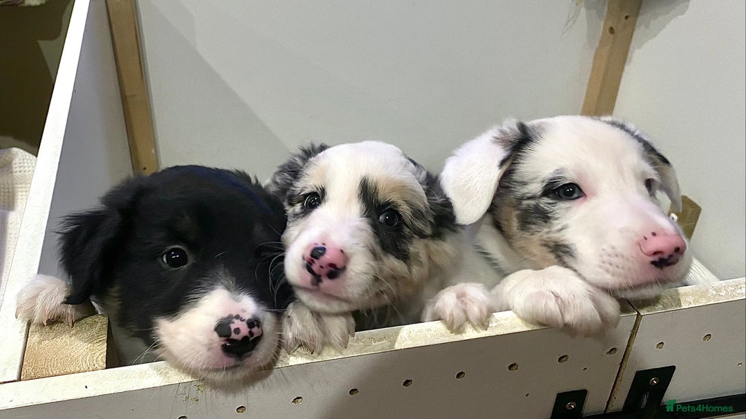 Border Collie dogs for sale: Beautiful Blue Merle collie  - Image 9
