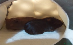 Guinea Pig rodents for sale: (RESERVED) Baby Guinea Pigs - Image 4