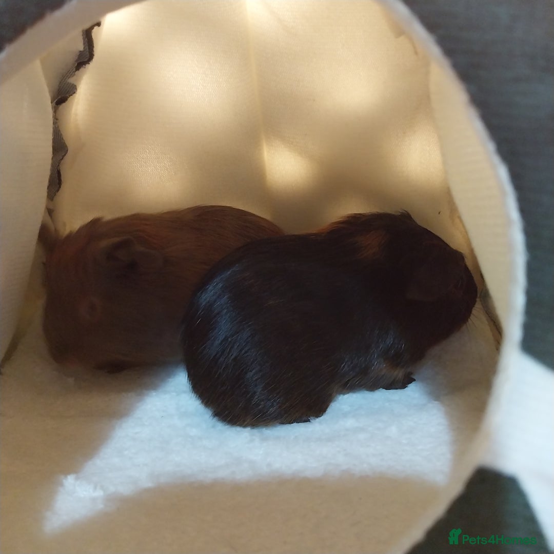 Guinea Pig rodents for sale: (RESERVED) Baby Guinea Pigs - Image 4